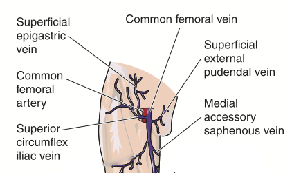 Diagram showing the superficial external pudendal vein which drains labial veins.