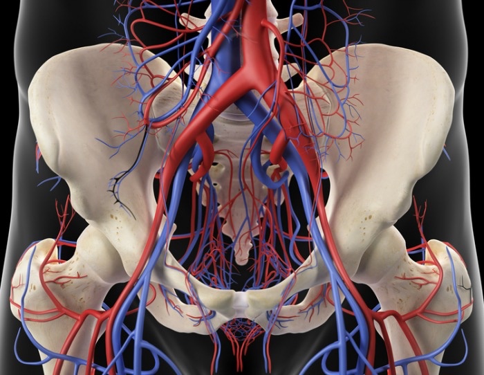 Labial veins arise in part from pressure in the pelvis as venous blood. drains through it