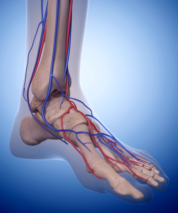 Foot model to demonstrate major veins and arteries for varicose veins feet